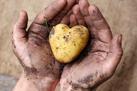 Heart potato