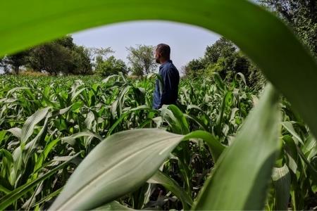 soil sulphur deficiency