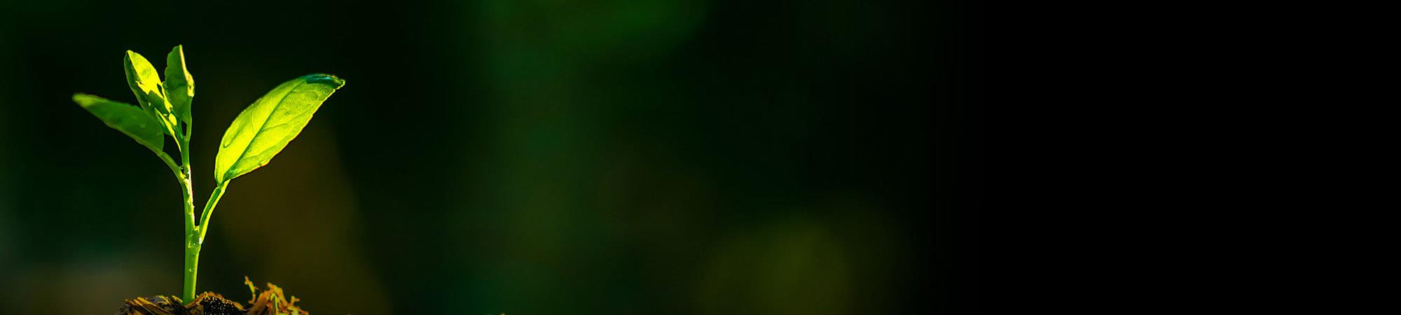 Fast and Slow Phosphorus Release